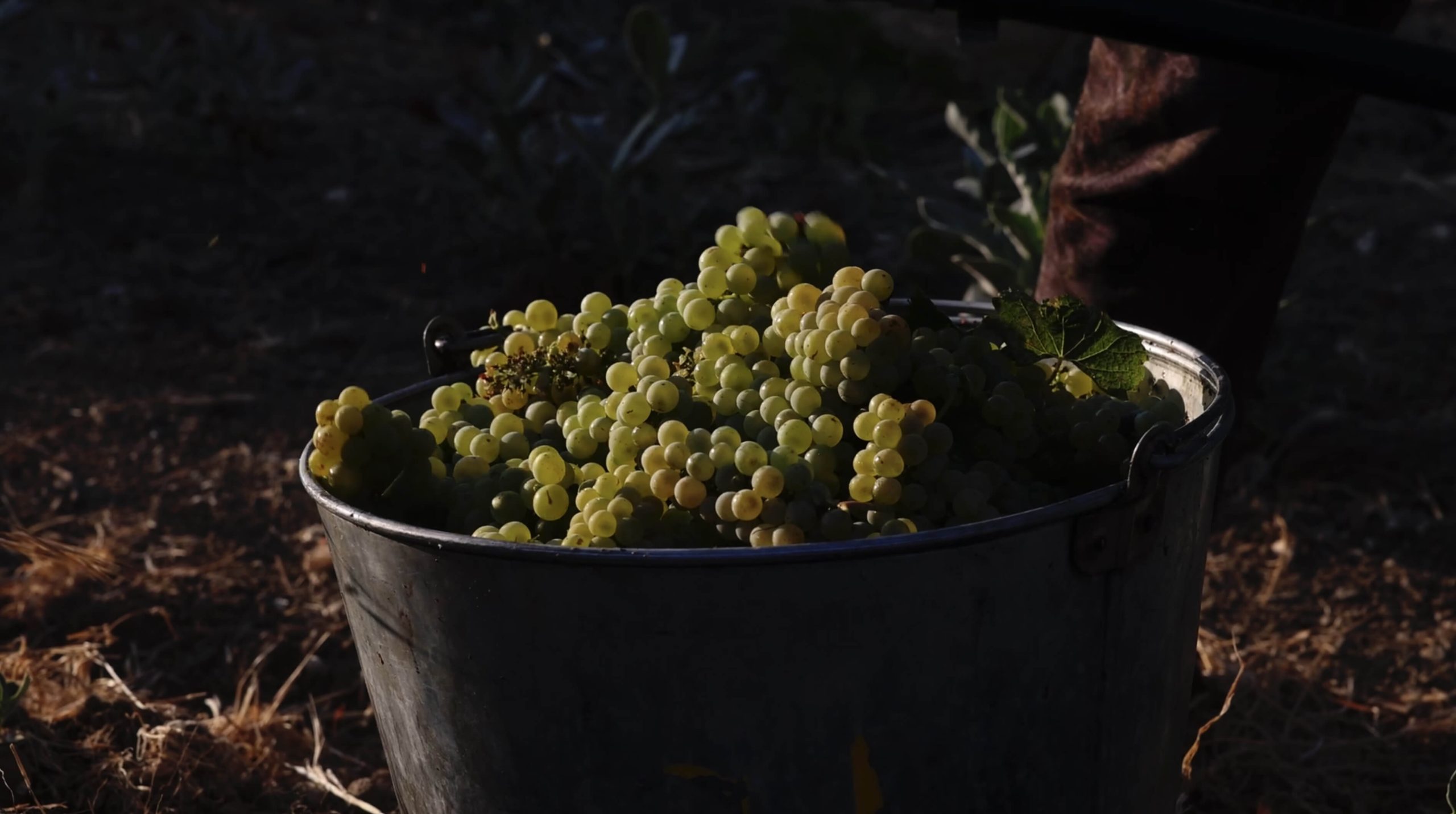 Ettore Logo block_4_image_5_text