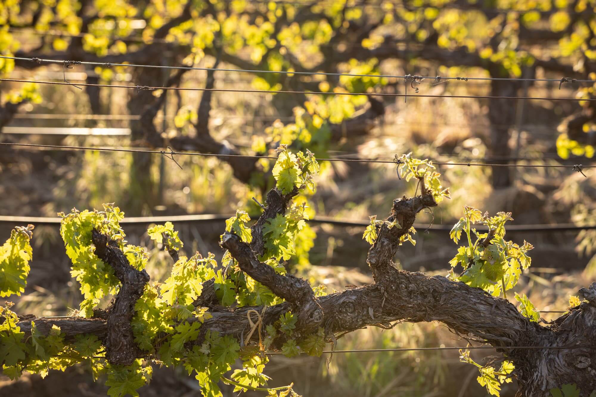 Ettore Logo block_4_image_6_text